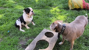 Alternativ Bulldog, OEB,  old english Bulldog Welpen  Bild 9
