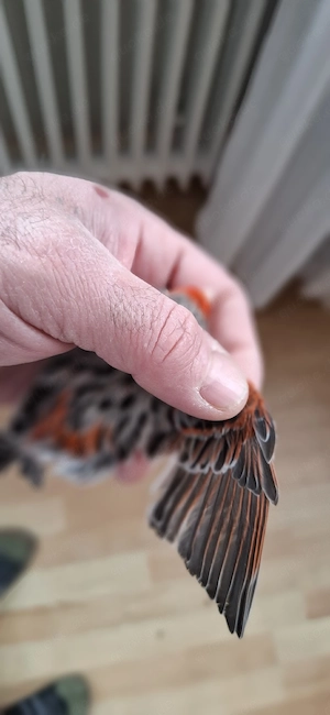 Achat Rot Mosaik Kanarienvögel 