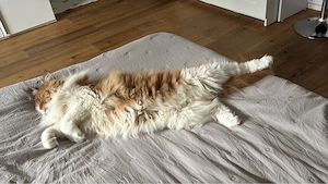Maine-Coon-Kater sucht Bestplatz
