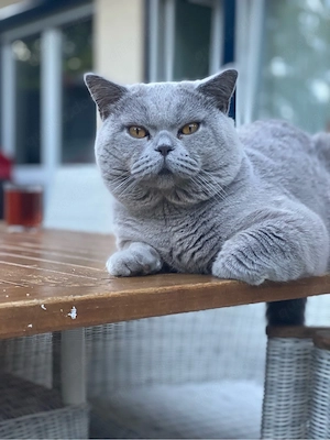 Britisch Kurzhaar BKH Deckkater mit Stammbaum 