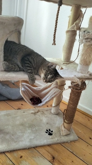 katze sucht ein neues lievevolles zu Hause