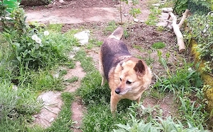 Für Leira- Nadel im Heuhaufen gesucht Bild 2
