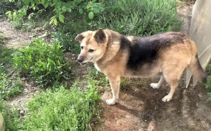 Für Leira- Nadel im Heuhaufen gesucht Bild 7