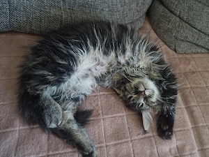 Maine Coon Katze  Amy  sucht neues Zuhause