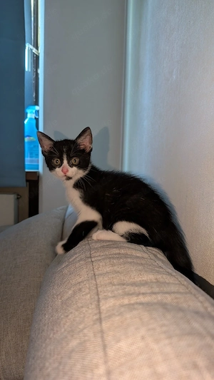 Kitten Zubehör gesucht 
