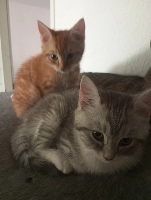 Zwei susse kitten nur. Zusammen  suchen ein neues Zuhause 