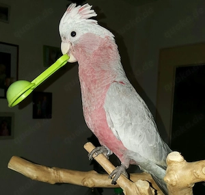 Rosakakadus, super zahm Bild 2