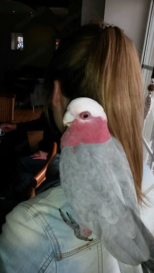Rosakakadus, super zahm Bild 3
