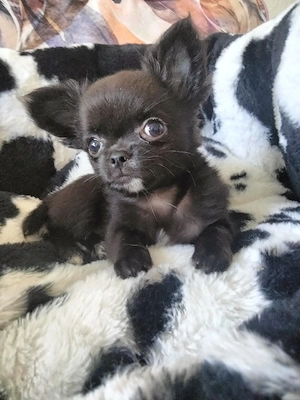 Chihuahua Mädchen Welpe 