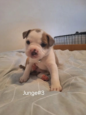 Bully-Mix Welpen 
