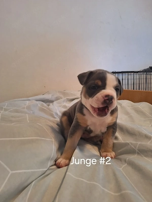 Bully-Mix Welpen 