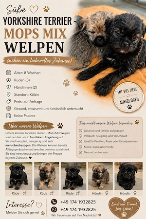 Yorkshire terrier mops Mix welpen abzugeben 