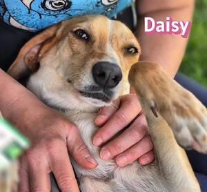 Daisy, 05 23 - treue Hündin sucht ihre Menschen in 91413 Unternesselbach