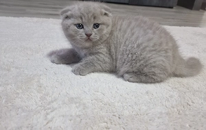 Britisch kurzhaar Scotisch kitten 