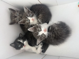BKH Kitten