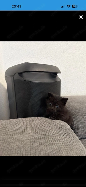 katzen baby