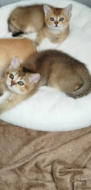2 wunderschöne kleine reinrassige BKH Brüder suchen zuhause