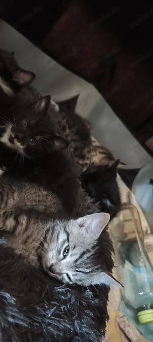 Europäisch Kurzhaar Kitten (Mischlingskatzen)