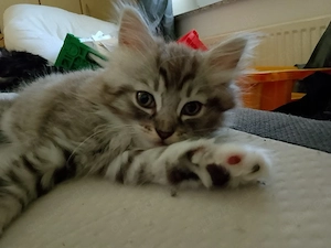 Main coon katerchen 