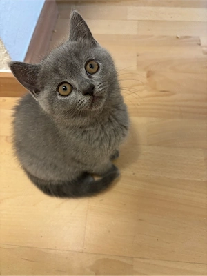 Bkh kitten