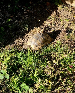 3 Breitrandschildkröten Gruppe mit kompletten Zubehör  Schildkröte   2 Weibchen 1 Männchen Bild 2