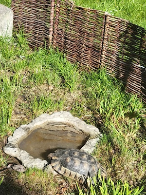 3 Breitrandschildkröten Gruppe mit kompletten Zubehör  Schildkröte   2 Weibchen 1 Männchen