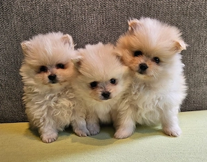 Pomeranian-Welpen zu verkaufen