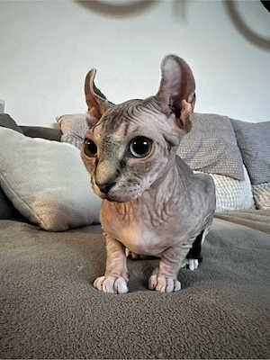Elf-Sphynx Katze  Eli  sucht neues Zuhause   