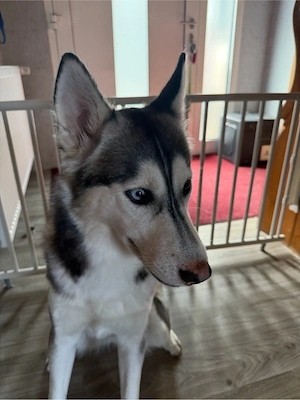 wunderschöne husky hündin