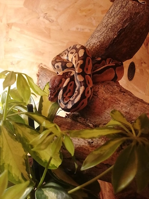 Python schlange