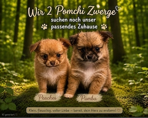  süße Chihuahua Pomchi Welpen 