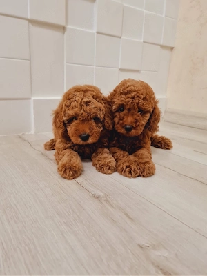 Toy-pudel 