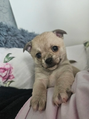 Typvoller Chihuahua-Rüde Buddy sucht liebevolles Zuhause ab Mitte Juni