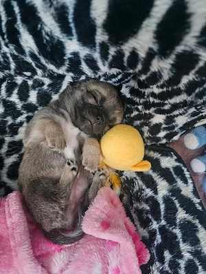 Mini Chihuahua-Rüde Smokey sucht liebevolles Zuhause