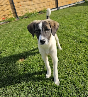 Bonnie sucht ein liebevolles Zuhause  Bild 3