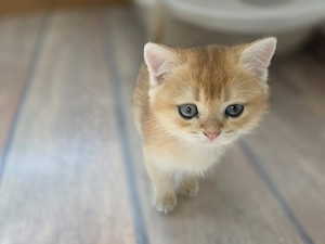 BKH Kitten in Golden Shaded