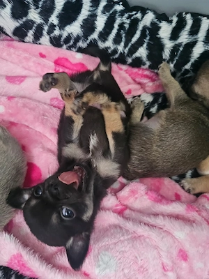 Mini Chihuahua Rüde Murphy Black and Tan
