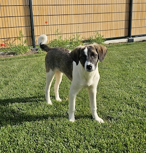 Bonnie sucht ein liebevolles Zuhause 
