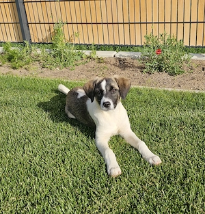 Bonnie sucht ein liebevolles Zuhause  Bild 2