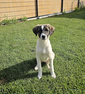 Bonnie sucht ein liebevolles Zuhause  Bild 4