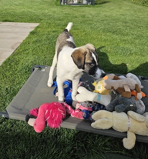 Bonnie sucht ein liebevolles Zuhause  Bild 5