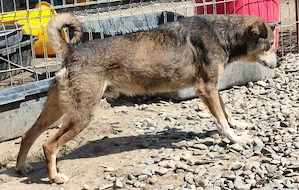 Finnley - ein stiller Rüde sucht seine Menschen Bild 3