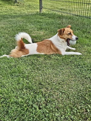 Jack Russell Welpe zu verkaufen - Hündin Bild 5
