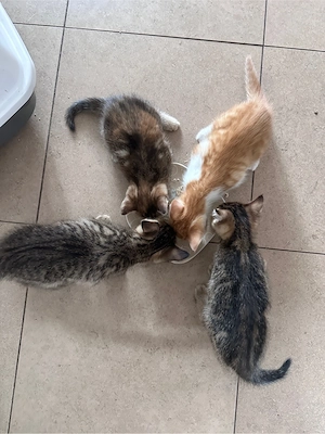 Katzenbabys suchen neues Zuhause 