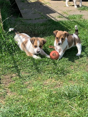 Jack Russell Hündinnen zu verkaufen - Welpen