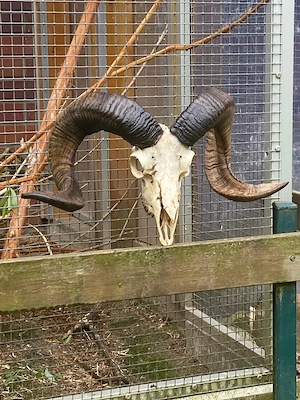 Gehörn Widder Schafbock 