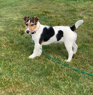 Jack Russell Welpe zu verkaufen - Hündin Bild 6