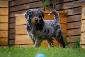 1 kleiner Aussie Doodle Rüde sucht liebevolles 1A Zuhause