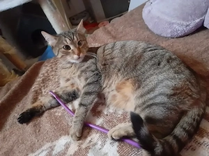 katze zu verkaufen
