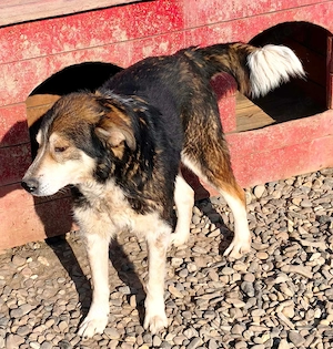 Fabio - ein ganz besonderer Hund